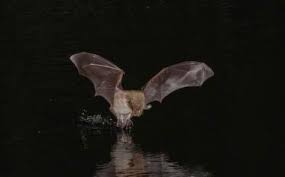 Attēlu rezultāti vaicājumam “Myotis dasycneme”