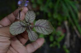 Attēlu rezultāti vaicājumam “Lamium album leaf”
