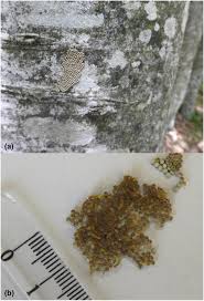 Attēlu rezultāti vaicājumam “Calliteara pudibunda larva”