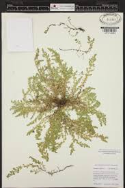 Attēlu rezultāti vaicājumam “Herniaria glabra flower”