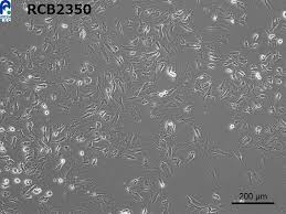 Attēlu rezultāti vaicājumam “Bryum funkii cells”