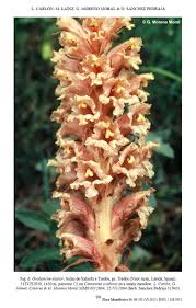 Attēlu rezultāti vaicājumam “Orobanche elatior flower”