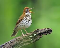 Image result for Hylocichla mustelina