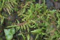 Attēlu rezultāti vaicājumam “Calliergonella cuspidata”