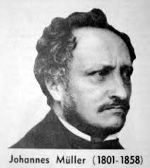 johannes muller - muller_portrait