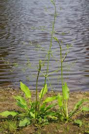 Attēlu rezultāti vaicājumam “Alisma plantago-aquatica”