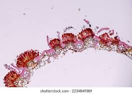 Attēlu rezultāti vaicājumam “Symphytocarpus flaccidus young”