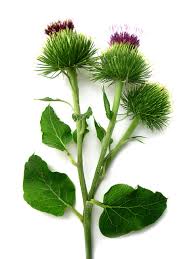 Attēlu rezultāti vaicājumam “Arctium lappa leaf”