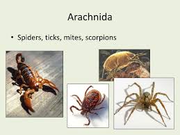 Attēlu rezultāti vaicājumam “Arachnida”