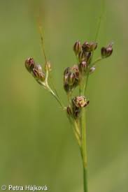 Attēlu rezultāti vaicājumam “Juncus gerardii leaf”