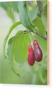 Attēlu rezultāti vaicājumam “Cornus mas fruit”