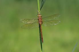 Attēlu rezultāti vaicājumam “Aeshna isoceles”