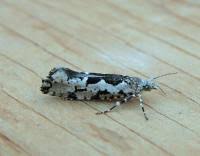 Attēlu rezultāti vaicājumam “Ypsolopha sequella”