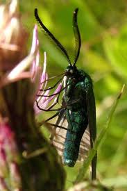 Attēlu rezultāti vaicājumam “Adscita statices”