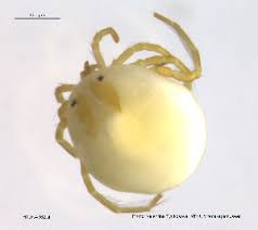 Attēlu rezultāti vaicājumam “Hydrachna”