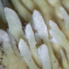 Attēlu rezultāti vaicājumam “Sarcodontia crocea”