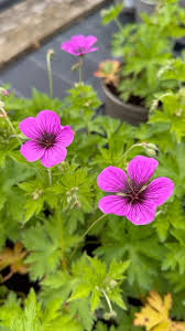Image result for Geranium `Sandrine`