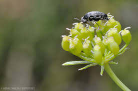 Attēlu rezultāti vaicājumam “Mordellidae”