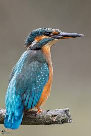 Attēlu rezultāti vaicājumam “Alcedo atthis adult”