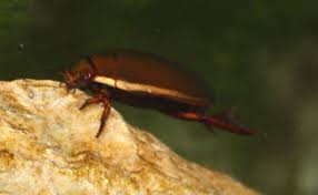 Attēlu rezultāti vaicājumam “Dytiscidae”