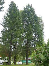 Attēlu rezultāti vaicājumam “Pinus sibirica”