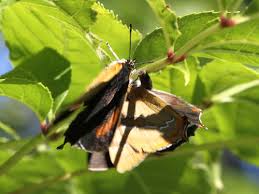 Attēlu rezultāti vaicājumam “Thecla betulae female”