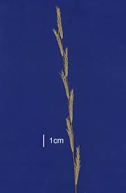 Attēlu rezultāti vaicājumam “Glyceria fluitans”