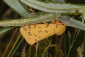 Attēlu rezultāti vaicājumam “Rhyparia purpurata”