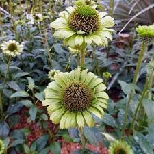 Attēlu rezultāti vaicājumam “Echinacea purpurea leaf”