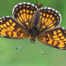 Attēlu rezultāti vaicājumam “Mellicta athalia underside”