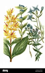 Attēlu rezultāti vaicājumam “Gentiana cruciata leaf”