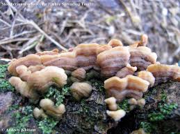 Attēlu rezultāti vaicājumam “Steccherinum ochraceum”