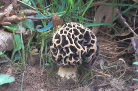 Attēlu rezultāti vaicājumam “Morchella esculenta”