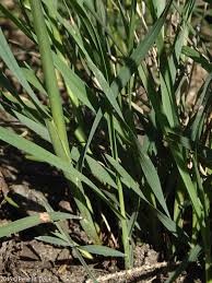 Attēlu rezultāti vaicājumam “Poa compressa”