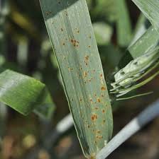 Attēlu rezultāti vaicājumam “Puccinia agrostidis”