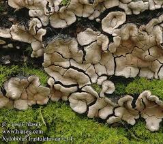 Attēlu rezultāti vaicājumam “Xylobolus frustulatus”