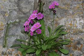 Attēlu rezultāti vaicājumam “Primula x margotae”