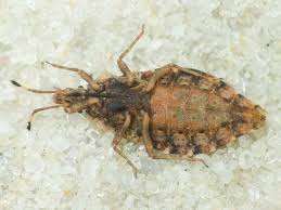 Attēlu rezultāti vaicājumam “Aradus betulae”