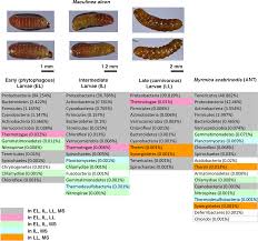 Attēlu rezultāti vaicājumam “Maculinea alcon eggs”