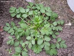 Attēlu rezultāti vaicājumam “Potentilla norvegica flower”