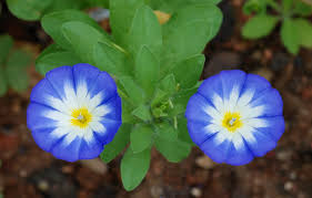 Image result for Convolvulus tricolor