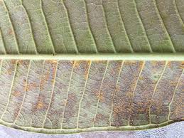 Attēlu rezultāti vaicājumam “Coleosporium sp.”