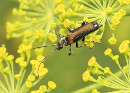 Attēlu rezultāti vaicājumam “Anogcodes melanurus”