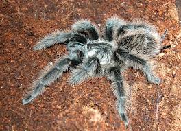 Znalezione obrazy dla zapytania Grammostola grossa