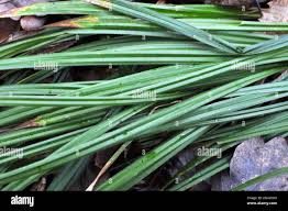 Attēlu rezultāti vaicājumam “Carex pilosa leaf”