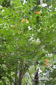 Image result for Colutea x media (arborescens x orientalis)