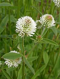 Attēlu rezultāti vaicājumam “Trifolium montanum”