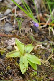 Attēlu rezultāti vaicājumam “Pinguicula vulgaris”