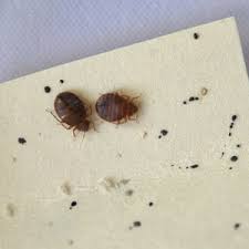 Image result for bed bugs