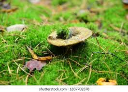 Attēlu rezultāti vaicājumam “Lactarius necator”